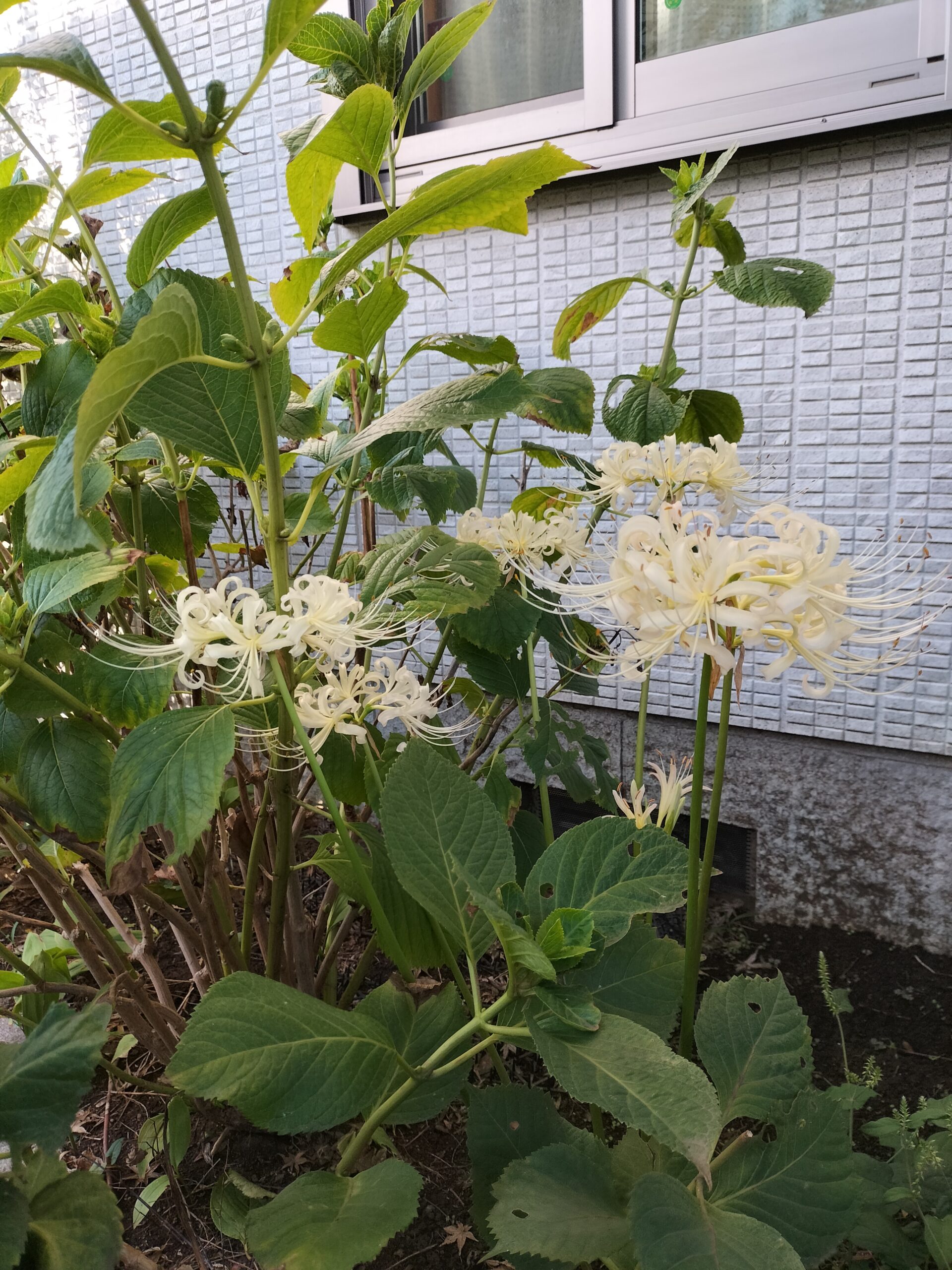 山野草 彼岸花「朝霧：酔白花」｜その他
